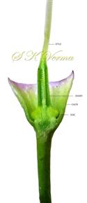  Flower V.S.